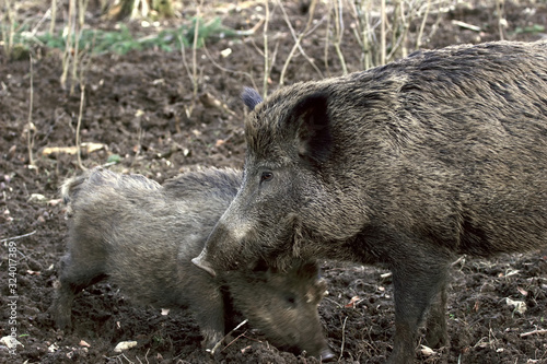 A wild boar enjoys the time with the Fergen