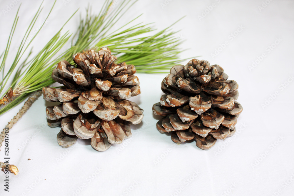 Branch of Italian pine with cone and green fir.