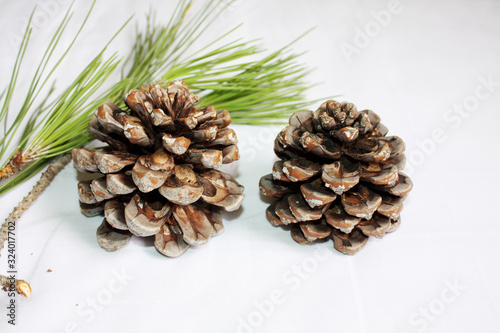 Obraz na płótnie Branch of Italian pine with cone and green fir. w salonie