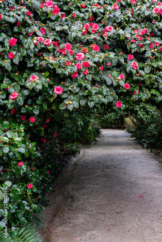 Camillia arch path photo