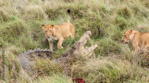 Lion et crocodile - Masaï Mara Kenya
