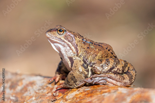 The common frog (Rana temporaria), also known as the European common frog is a semi-aquatic amphibian of the family Ranidae.