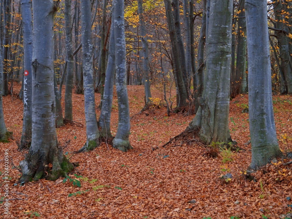 forest forest