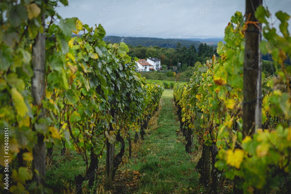 Rows of wine grapes in the vineyards of Weiler, a suburb of Sinsheim, Germany