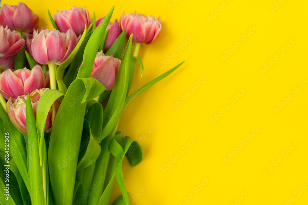 Pink tulips on a yellow background. March 8th, Happy Women's Day. The concept of spring. There is a place for text. Pink tulips on a yellow background. March 8th, Happy Women's Day. The concept of spring. There is a place for text.