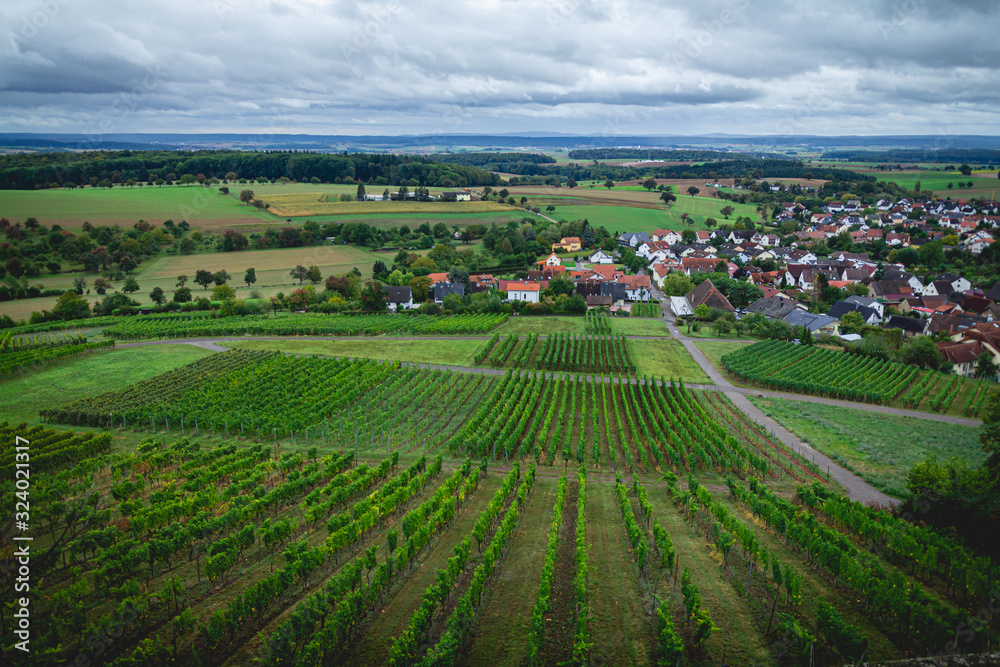 Rows of wine grapes in the vineyards of Weiler, a suburb of Sinsheim, Germany