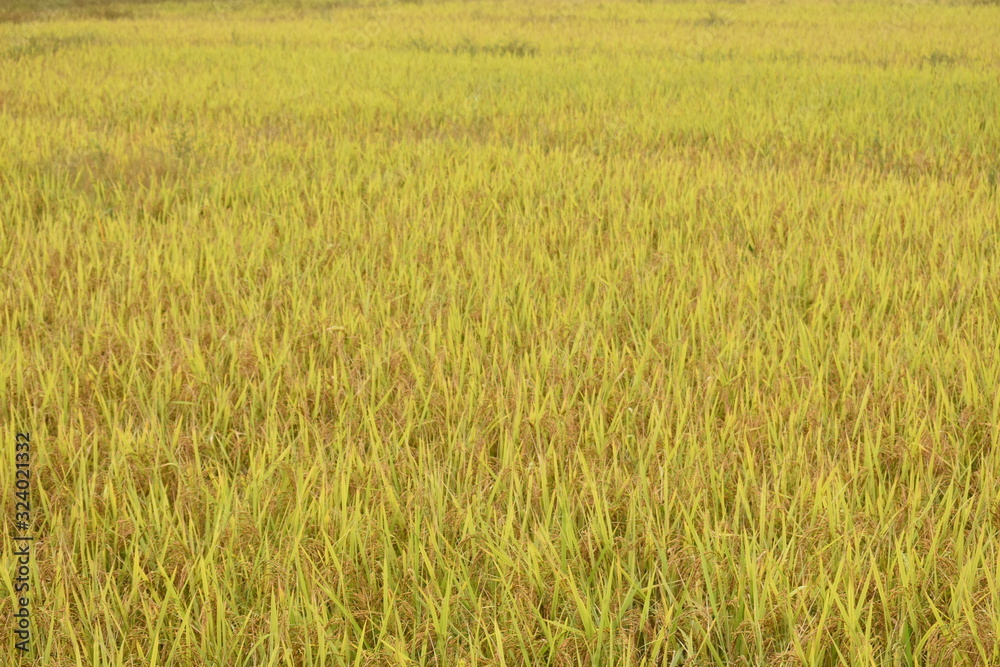yellowish green Rice field in the fields of goa, India yellowish green Rice field in the fields of goa, India