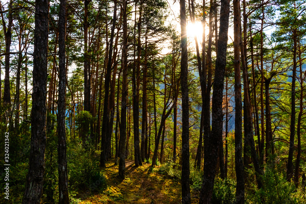 The afternoon sunlight breaking through the tall pine forest creating an ambient magical fairytale atmosphere The afternoon sunlight breaking through the tall pine forest creating an ambient magical fairytale atmosphere