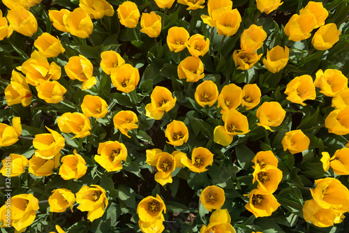 fresh colorful tulips in spring time