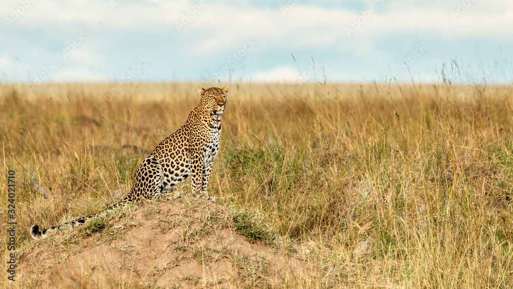 Fototapeta premium Léopard - Masaï Mara Kenya