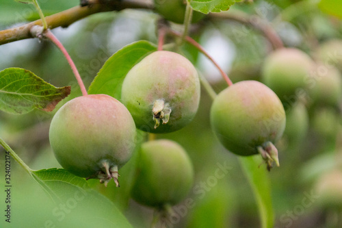 Green apples on a tree with green blurred garden as a background.