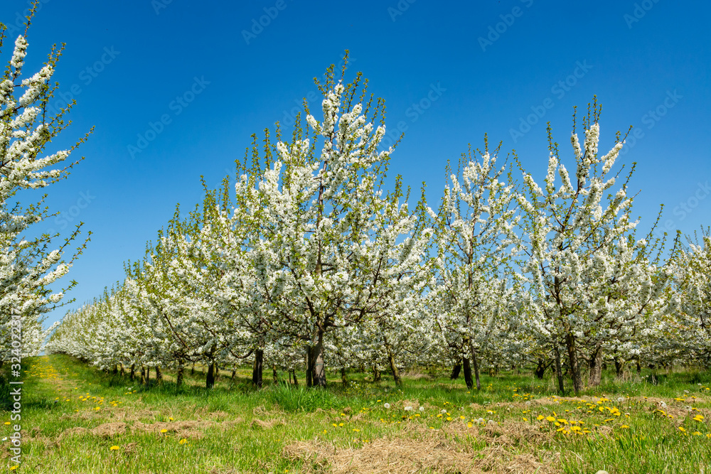Spring blossom of cherry trees in orchard, fruit region Haspengouw in Belgium Spring blossom of cherry trees in orchard, fruit region Haspengouw in Belgium