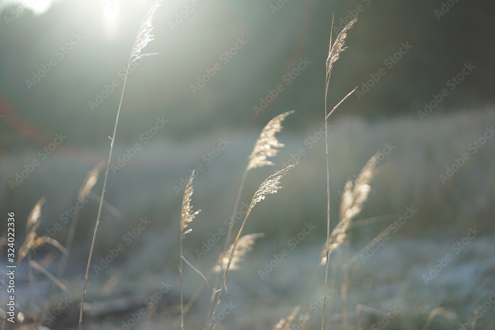 Fototapeta premium Dune grass with back light 