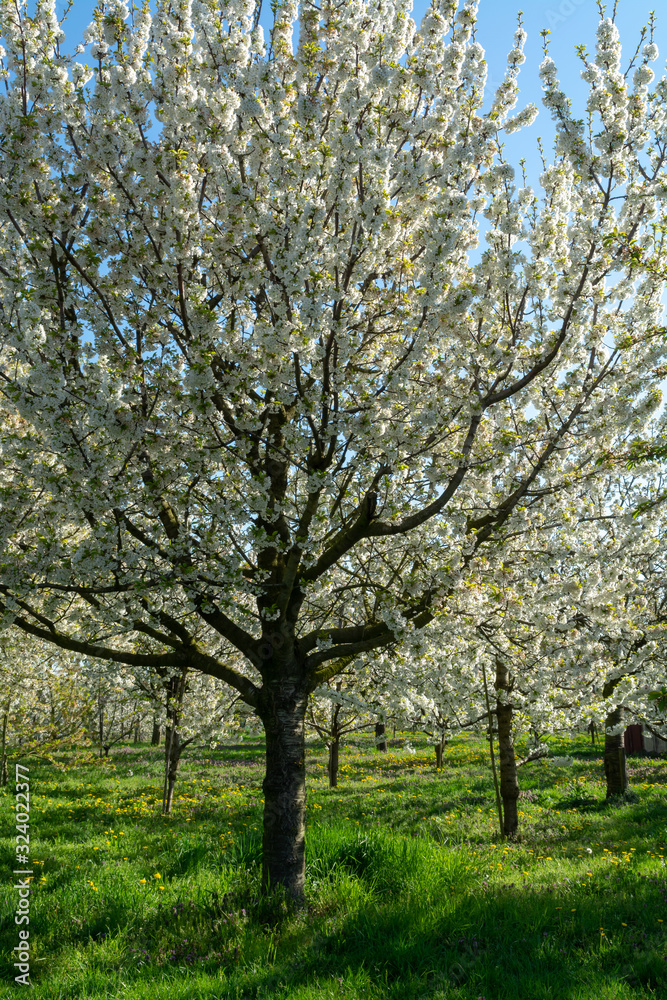 Spring blossom of cherry fruit tree in orchard