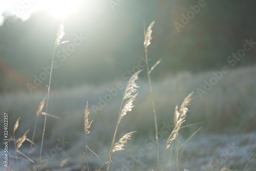 Dune grass with back light 