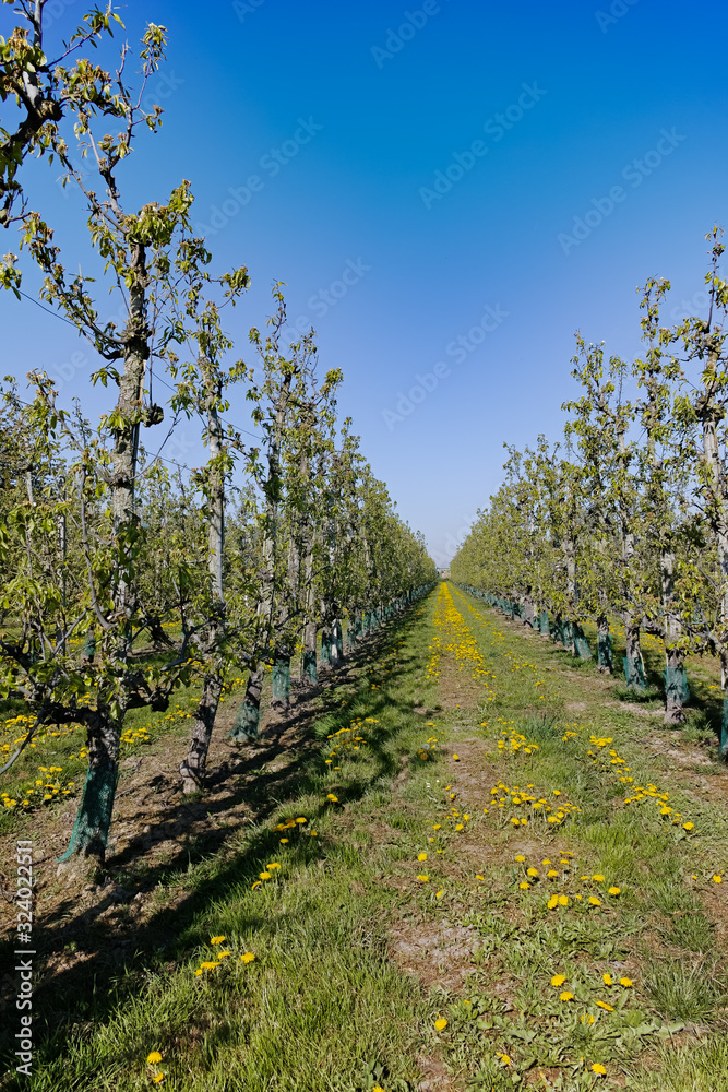 Rows of pear trees in orchard, fruit region Haspengouw in Belgium Rows of pear trees in orchard, fruit region Haspengouw in Belgium