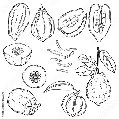 Hand drawn citron.  Vector sketch illustration photo