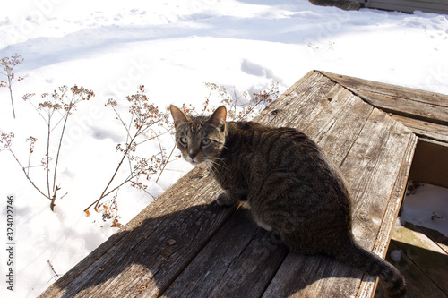 Fototapeta Naklejka Na Ścianę i Meble -  A gray tabby cat sits on an old wooden deck bench surrounded by new fallen snow