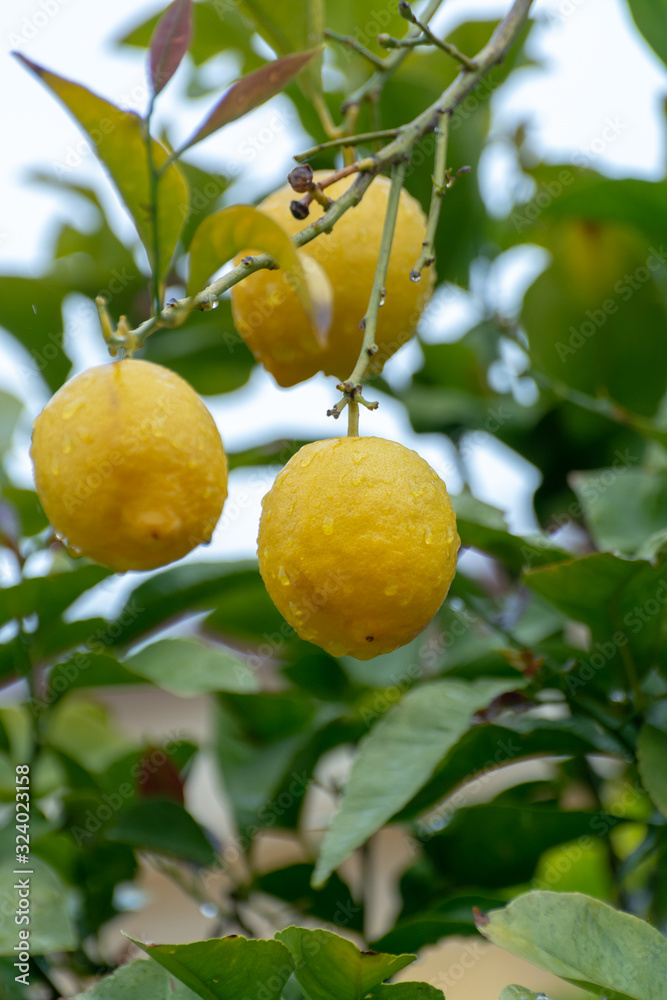 Ripe yellow lemons citrus fruits growing on thee