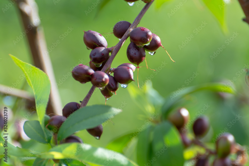 Branch of apricot tree with unripe fruits in spring Branch of apricot tree with unripe fruits in spring