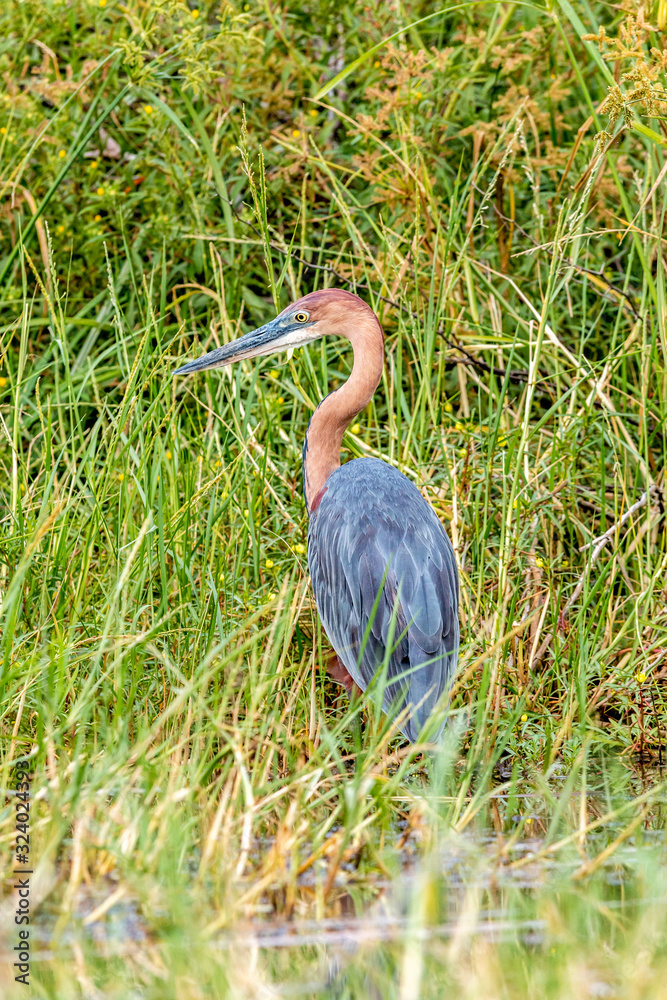 Naklejka premium Oiseaux - Masaï Mara Kenya