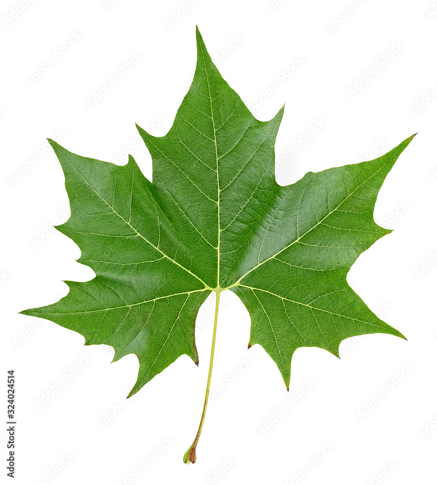 Fototapeta premium Green maple leaf isolated on a white background, top view.