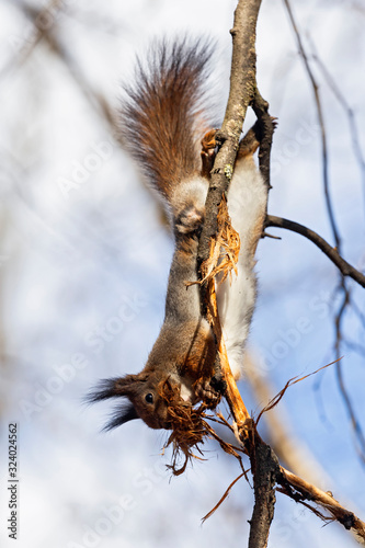 A unique wildlife moment - red squirrel collects nest material. The red squirrel or Eurasian red squirrel (Sciurus vulgaris).  © ihorhvozdetskiy