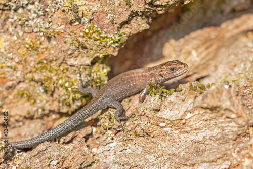 The viviparous lizard, Zootoca vivipara (formerly Lacerta vivipara), is a Eurasian lizard.