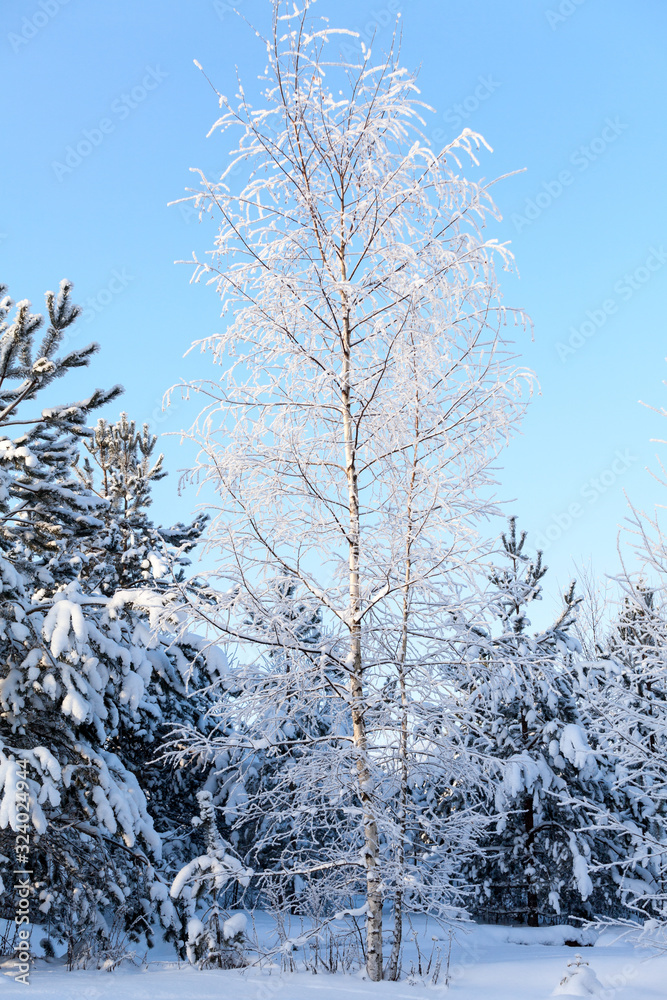 Birch tree with snow covered branches in in winter forest, sunny day with blue sky Birch tree with snow covered branches in in winter forest, sunny day with blue sky