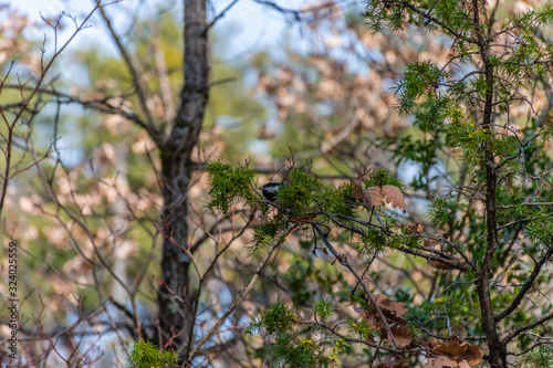A great tit perching on a tree branch long/wide shot in a forest hiding behind foliage