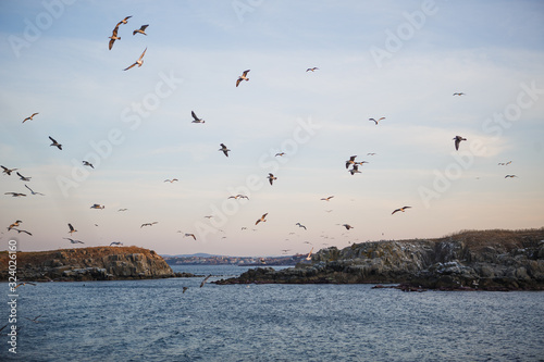 Sunset on the sea, seagulls fly over the waves and the outlines of the stone island. The orange light of the setting sun illuminates the gulls above the sea and the dark water of the Black sea