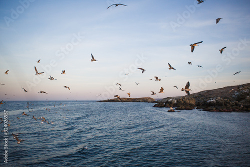 Sunset on the sea  seagulls fly over the waves and the outlines of the stone island. The orange light of the setting sun illuminates the gulls above the sea and the dark water of the Black sea
