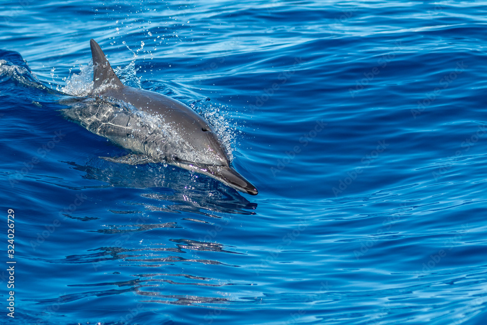 Fototapeta premium Dauphin - Réunion