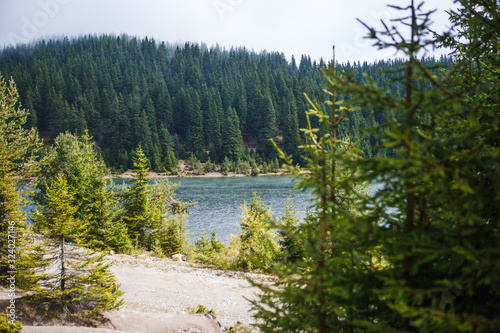Mountain lake in the Rhodopes in Bulgaria, surrounded by wild spruce forests. Tall spruce trees around a small lake