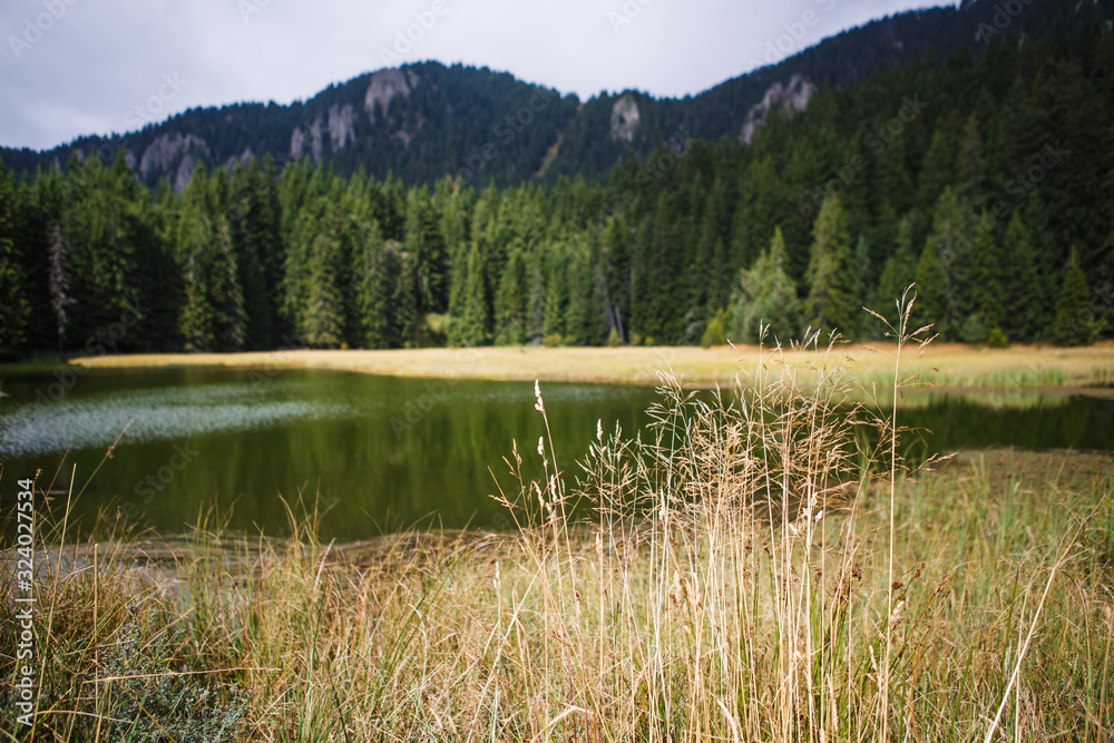 Mountain lake in the Rhodopes in Bulgaria, surrounded by wild spruce forests. Tall spruce trees around a small lake Mountain lake in the Rhodopes in Bulgaria, surrounded by wild spruce forests. Tall spruce trees around a small lake
