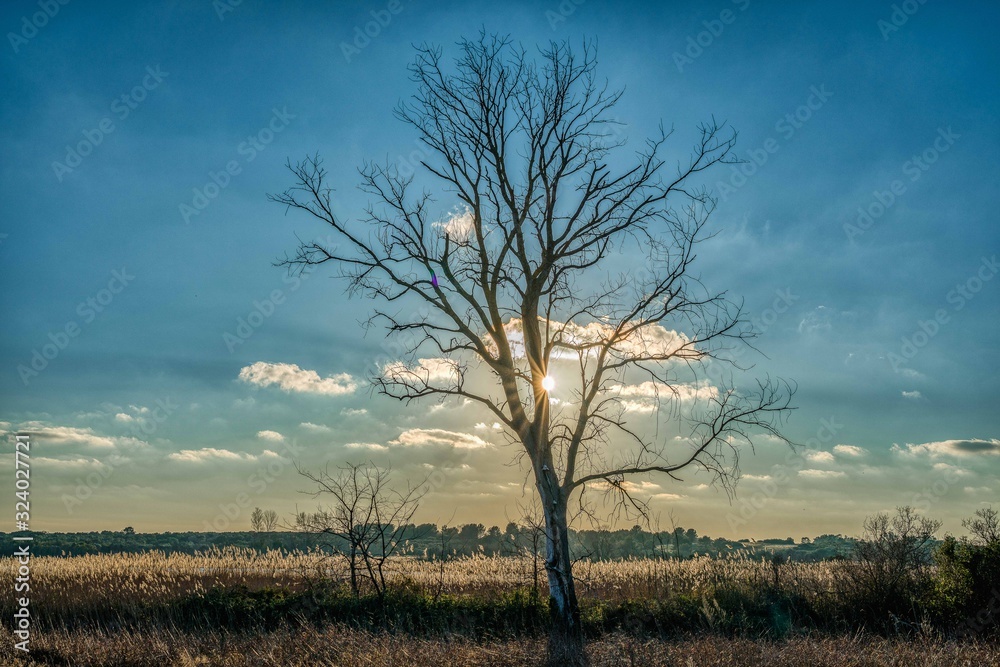 Obraz premium Albero