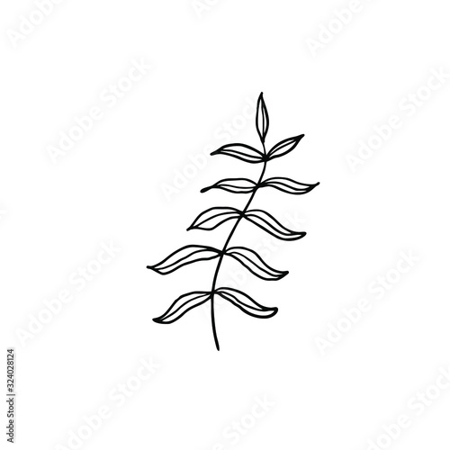 Plant on an isolated background. Made in linear technique on a white background. Plant branches can be used in the design of logos  spring promotions  postcards  and websites for home plants. Vector.