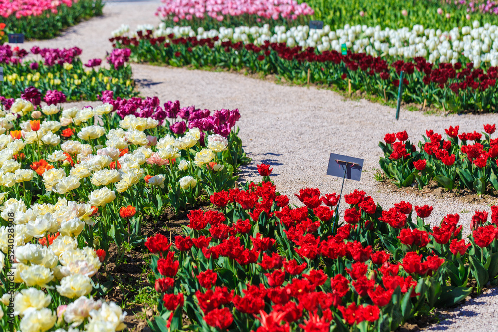 Colorful tulips in individual clubs in a flower garden or farm. spring flowers Colorful tulips in individual clubs in a flower garden or farm. spring flowers