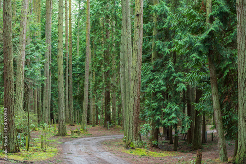 Landscape of path in a lush green forest in Washington Park in Anacortes Washington