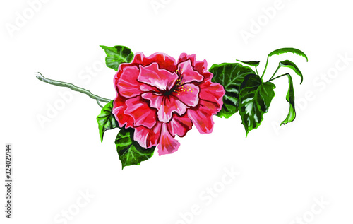 Stock vector illustration. The hibiscus branch of the indoor flower is Syrian red terry. Isolated on a white background.