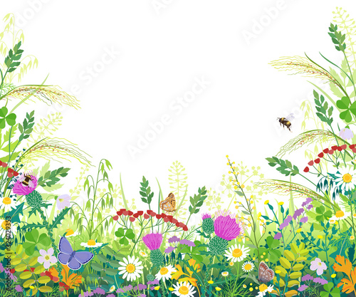 Colorful Frame with Summer Meadow Plants and Insects