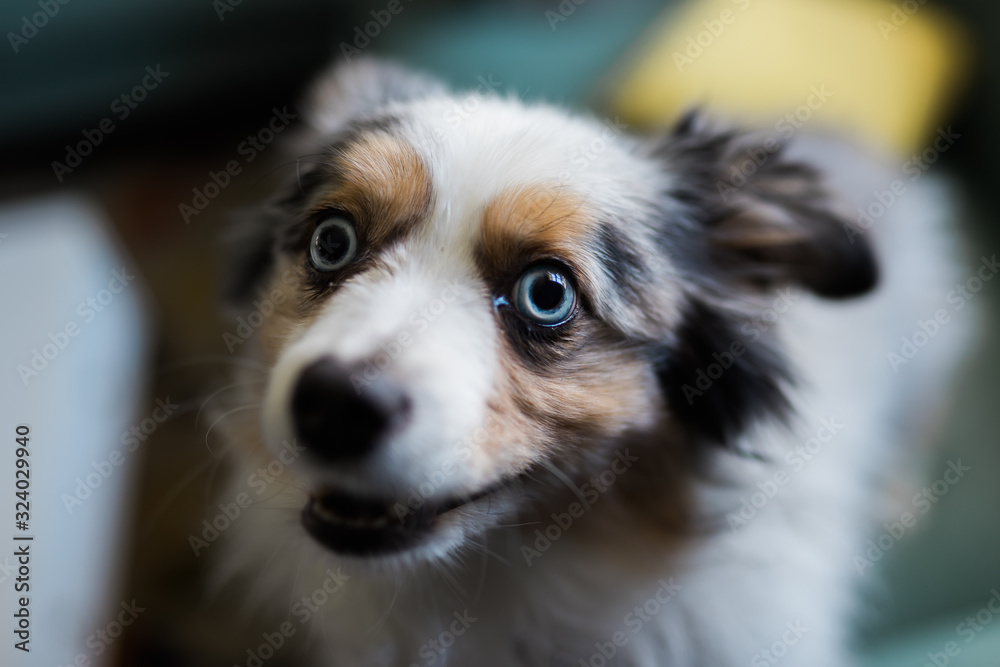 Australian Shepherd Dog on teal couch