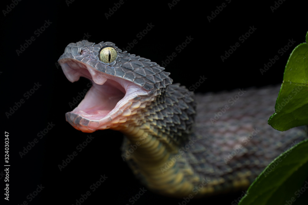 Bush Viper Snake (Atheris squamigera) - Black variation Bush Viper Snake (Atheris squamigera) - Black variation