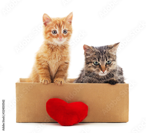 Kittens in the box with a toy heart.
