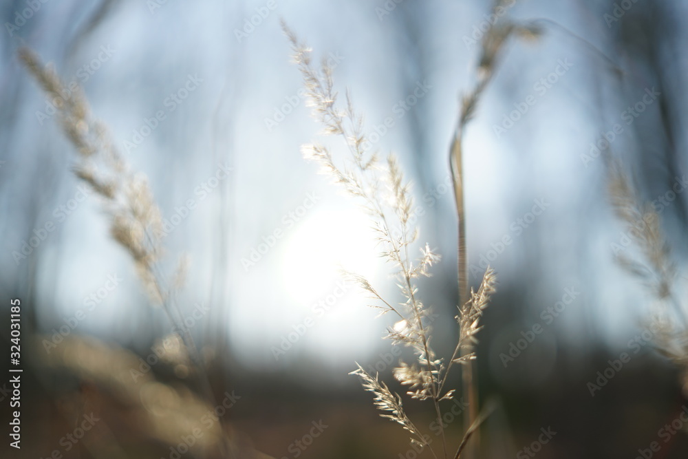 Grass with back light Grass with back light