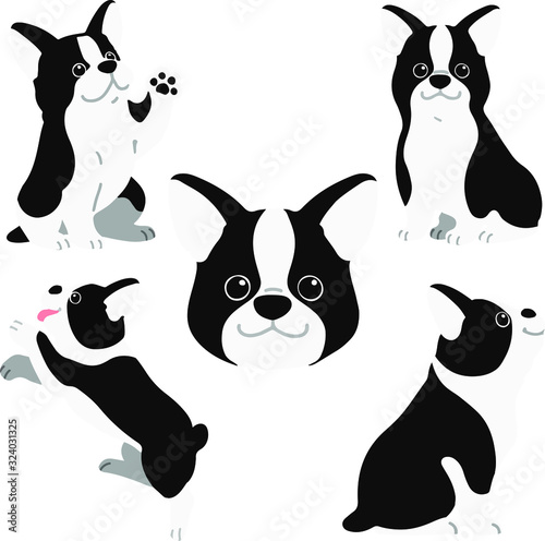 Set of flat colored Boston Terrier illustrations