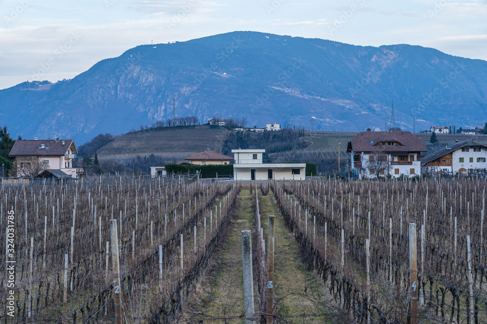 Naklejka premium Vineyards in Eppan, south Tyrol, Italy, Europe.