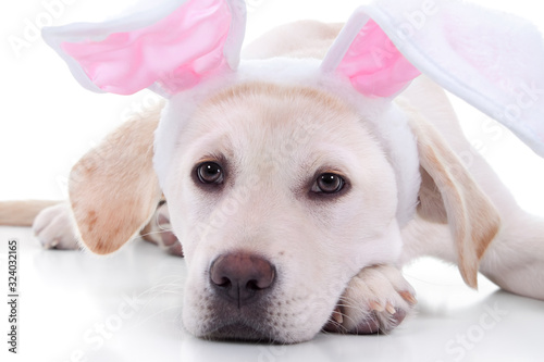 Adorable Easter bunny pet puppy dog