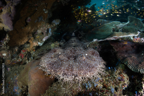 A well-camouflaged Tasseled wobbegong lies under corals in Raja Ampat, Indonesia. This region is thought to be the center of marine biodiversity and is a popular area for diving and snorkeling. photo