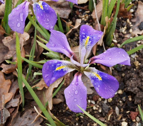 (Iris unguicularis) Kretische Schwertlilie mit kurz Stängel. Linealish Blätter schwertförmig. Zurückgebogenen Kronblätter blau violett unf weißlich gefärbt. Gelber Steifen über den Staubblättern photo